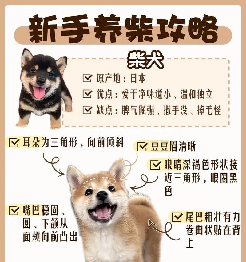 柴犬公狗出售价格是多少？购买时应该注意什么？