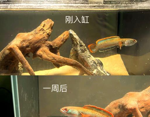 雷龙小鱼苗应该喂食什么？如何正确饲养？