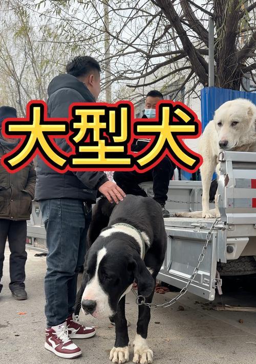 适合买的大型犬有哪些名字？这些大型犬的饲养和护理要点是什么？