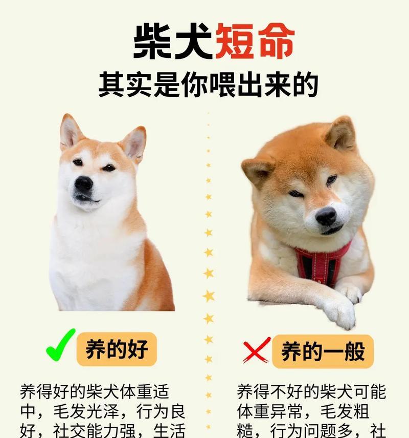 柴犬的日常食量是多少？如何合理喂食？