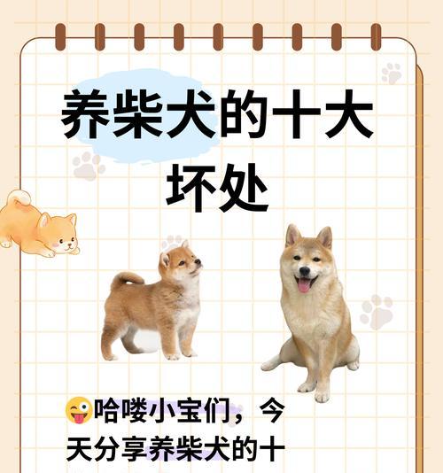 给小柴犬做保养需要多少钱？如何选择合适的宠物保养服务？