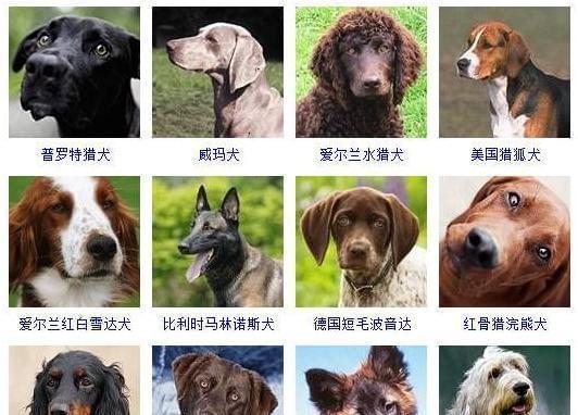 推荐小型犬智商高的狗有哪些？哪些品种最聪明？