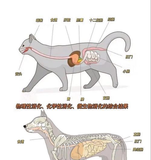 如何正确装好猫粮给狗？装猫粮时需要注意哪些问题？