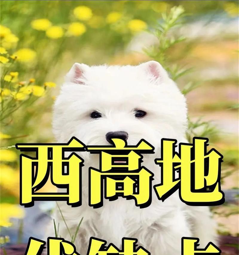 小型犬中哪些品种最听话？如何训练它们更听话？