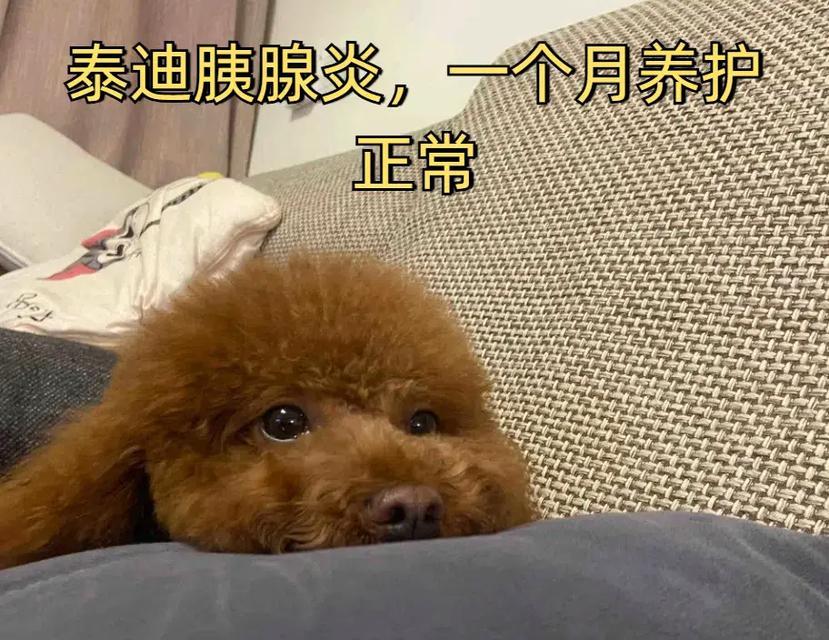 小泰迪一个月的养护费用是多少？如何合理预算？