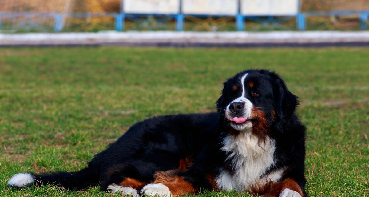 哪些大型犬品种被认为迷人？它们的特点是什么？