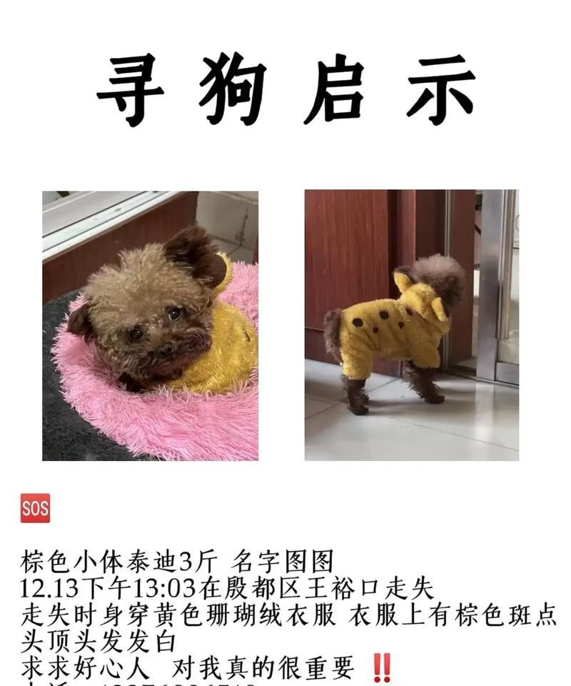 泰迪犬十斤相当于人类多少体重？如何计算宠物的体重？