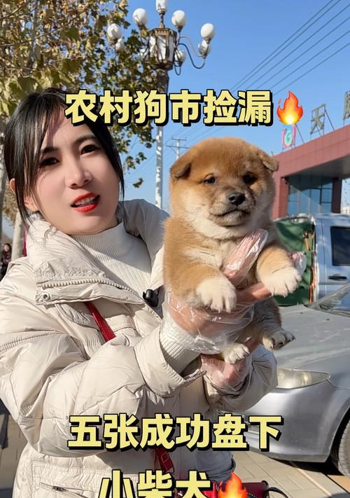 集市买柴犬是否合适？现在柴犬的价格是多少？