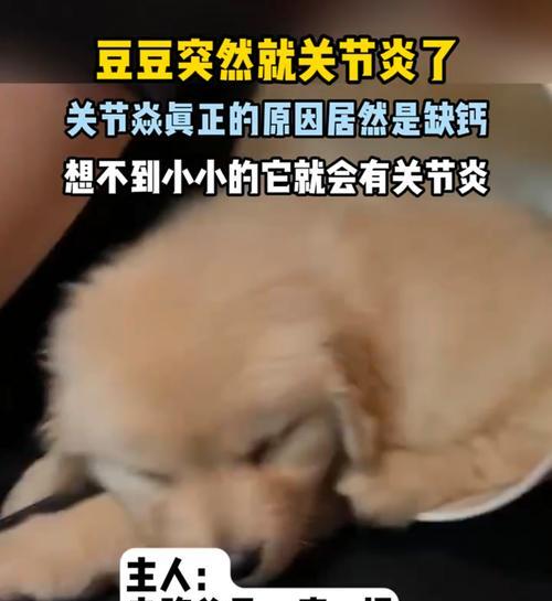 柴犬腿瘸了能治愈吗？治疗费用大约是多少？