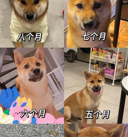 养一只柴犬需要多少花费？柴犬的日常开销包括哪些？