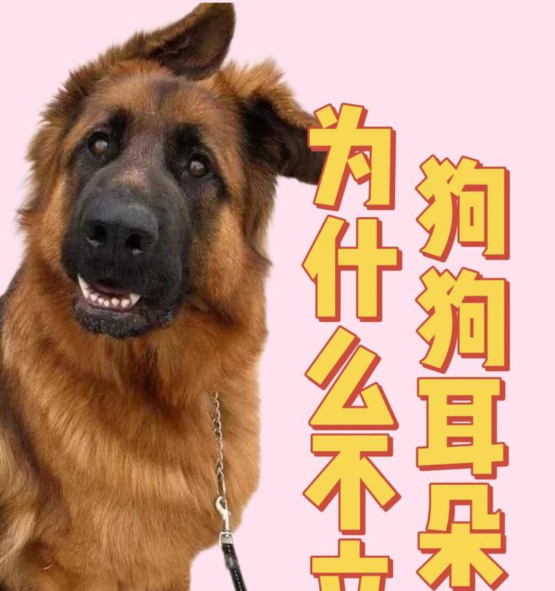 哪些小型犬适合使用立耳神器？立耳神器的效果如何？