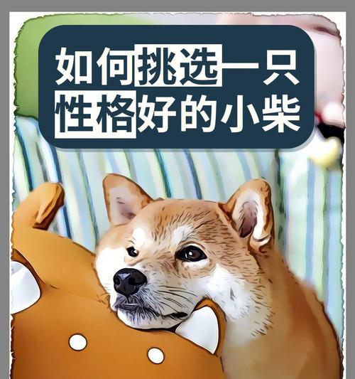 六岁的柴犬价格是多少？如何正确喂养柴犬？