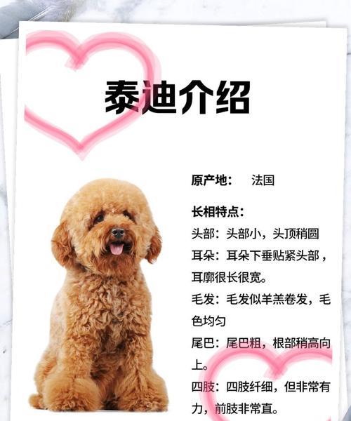 宾莎犬泰迪串串价格是多少？购买时应注意什么？