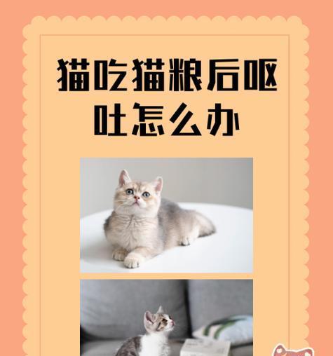 猫老是自己咬吃的猫粮怎么回事？猫粮储存不当会有什么问题？