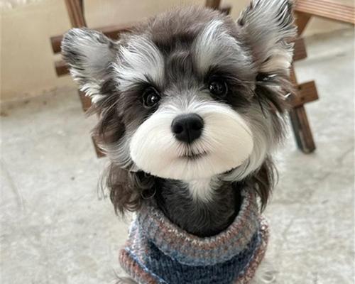 长春雪纳瑞犬的价格是多少？