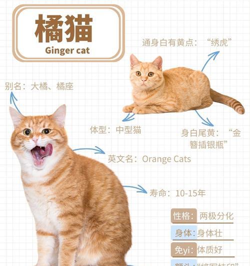 橘猫吃猫粮的正确方式是什么？